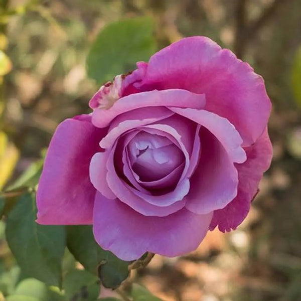 Harry Edland Potted Rose You Garden
