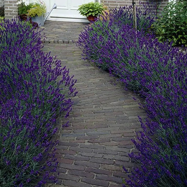 Hedging Lavender Hidcote x 10 Plants in 9cm Pots You Garden