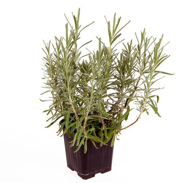 Hedging Lavender Hidcote x 10 Plants in 9cm Pots You Garden