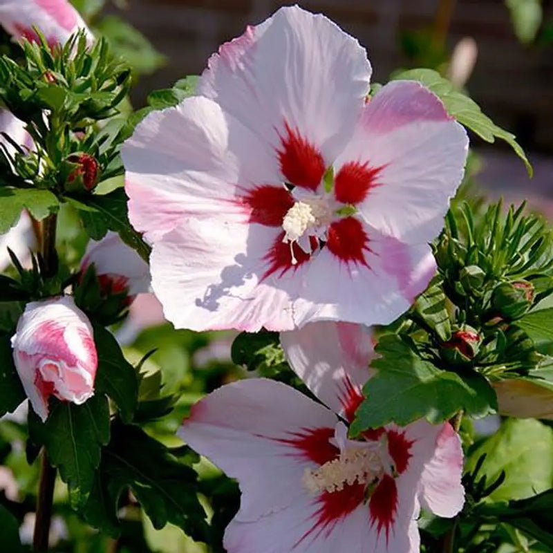 Hibiscus 'Hamabo' 19cm Pot You Garden