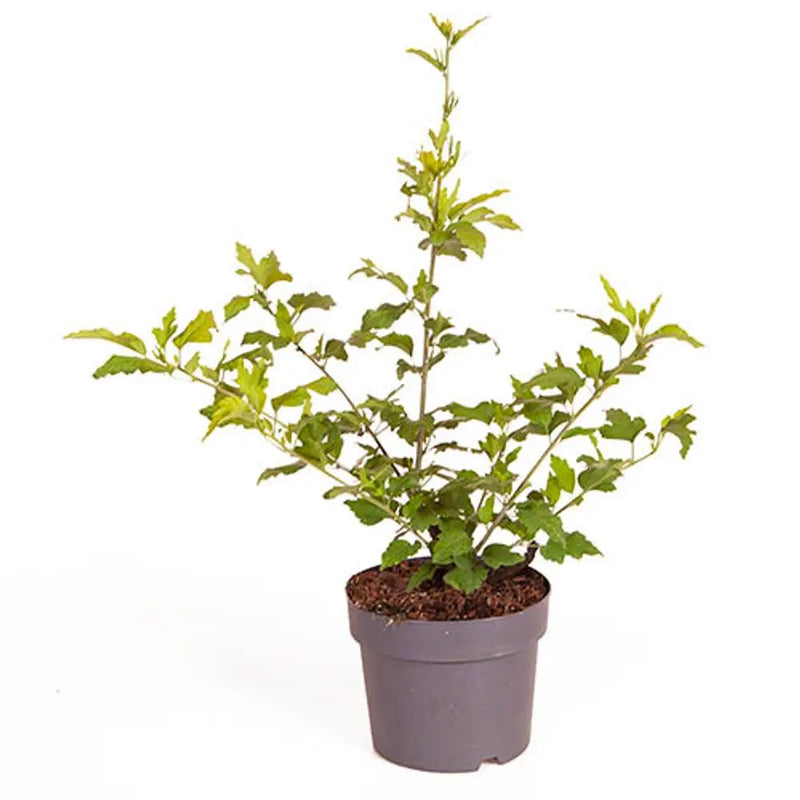 Hibiscus 'Hamabo' 19cm Pot You Garden