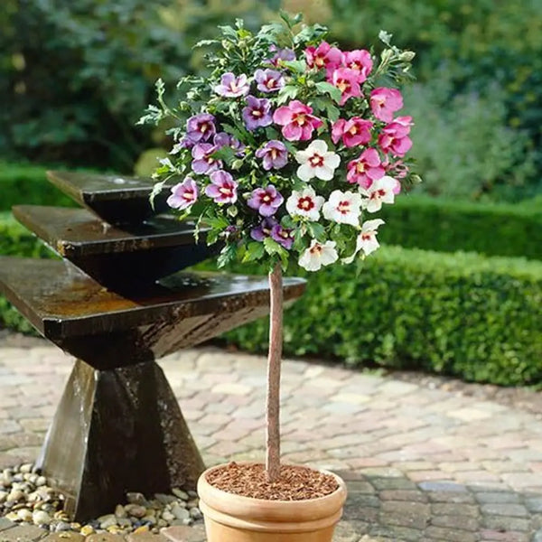 Hibiscus Tricolour Standard Tree 80-1M Tall You Garden