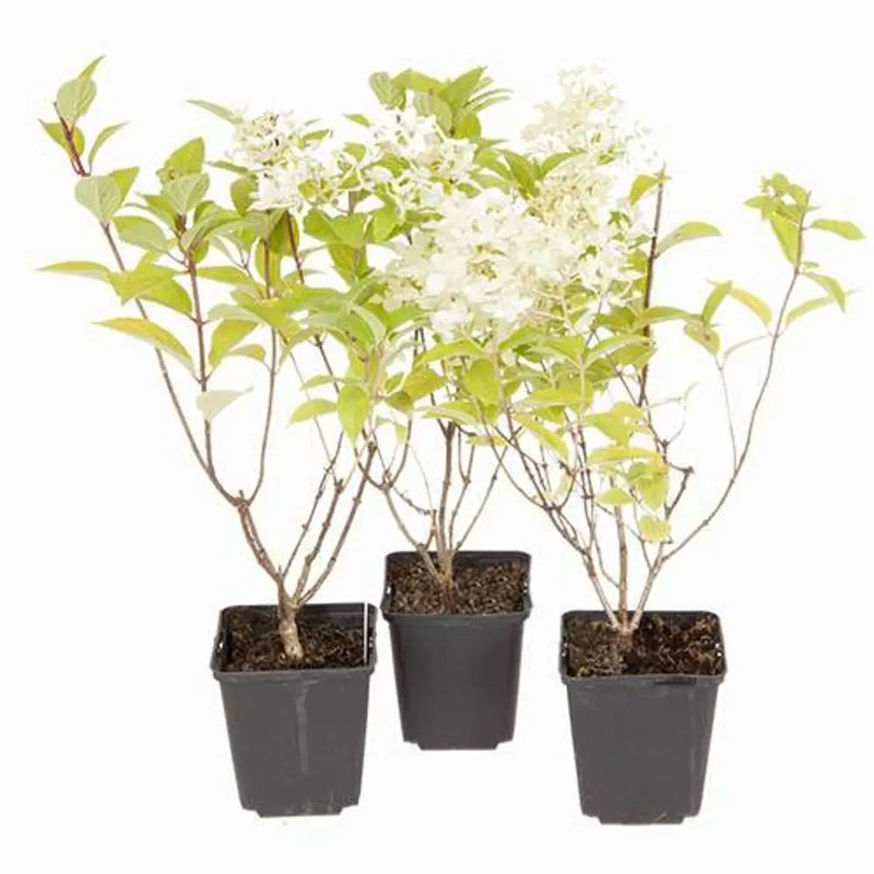 Hydrangea Paniculata 'Limelight'  3 x 9cm You Garden