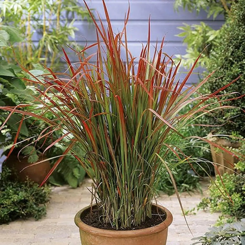 Imperata 'Red Baron' x 3 Plants in 9cm Pots You Garden