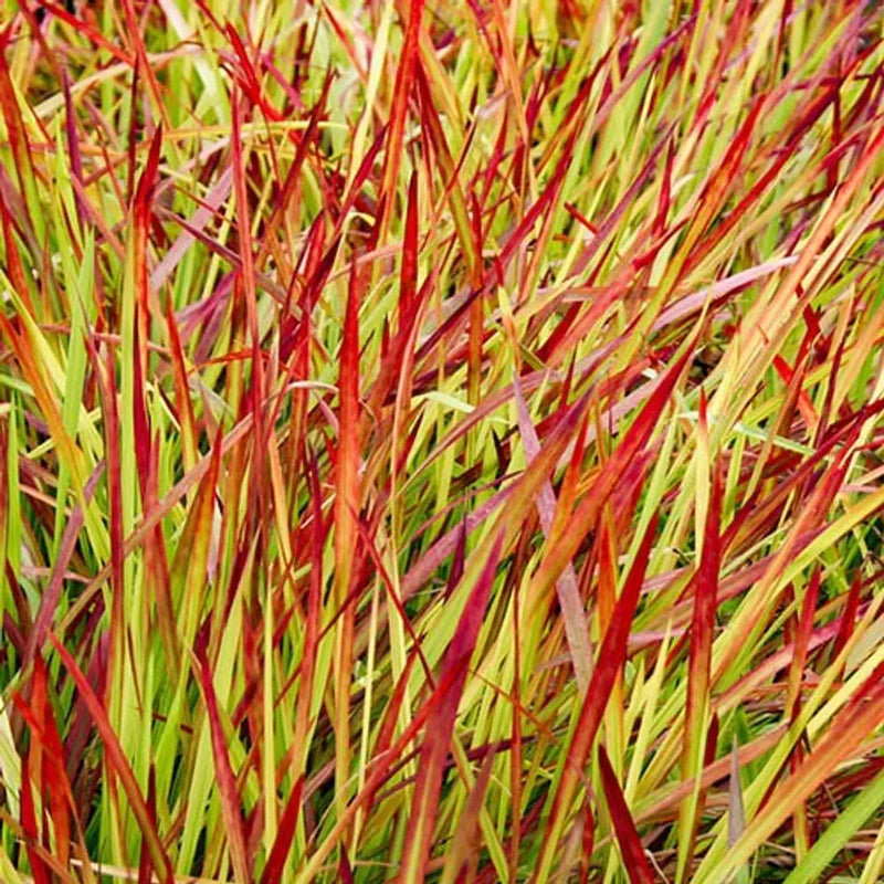 Imperata 'Red Baron' x 3 Plants in 9cm Pots You Garden