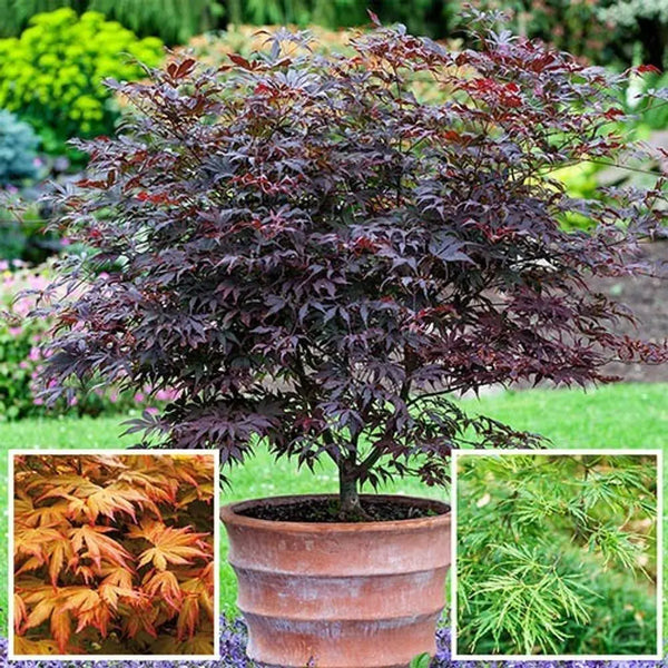 Japanese Maple Acer Collection x 3 Plants in 9cm Pots You Garden