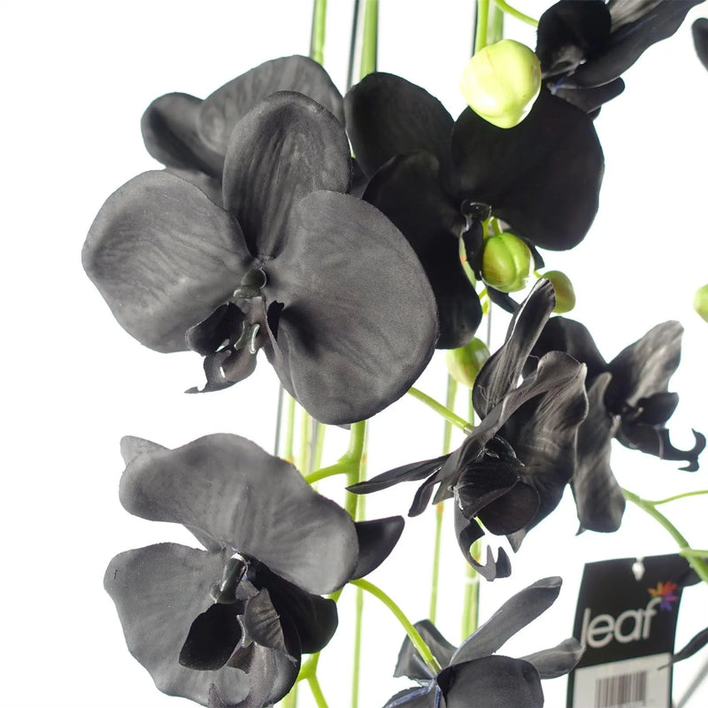 Large Black Orchid Plant - Artifcial - 41 REAL TOUCH flowers Spirit Journeys Gifts