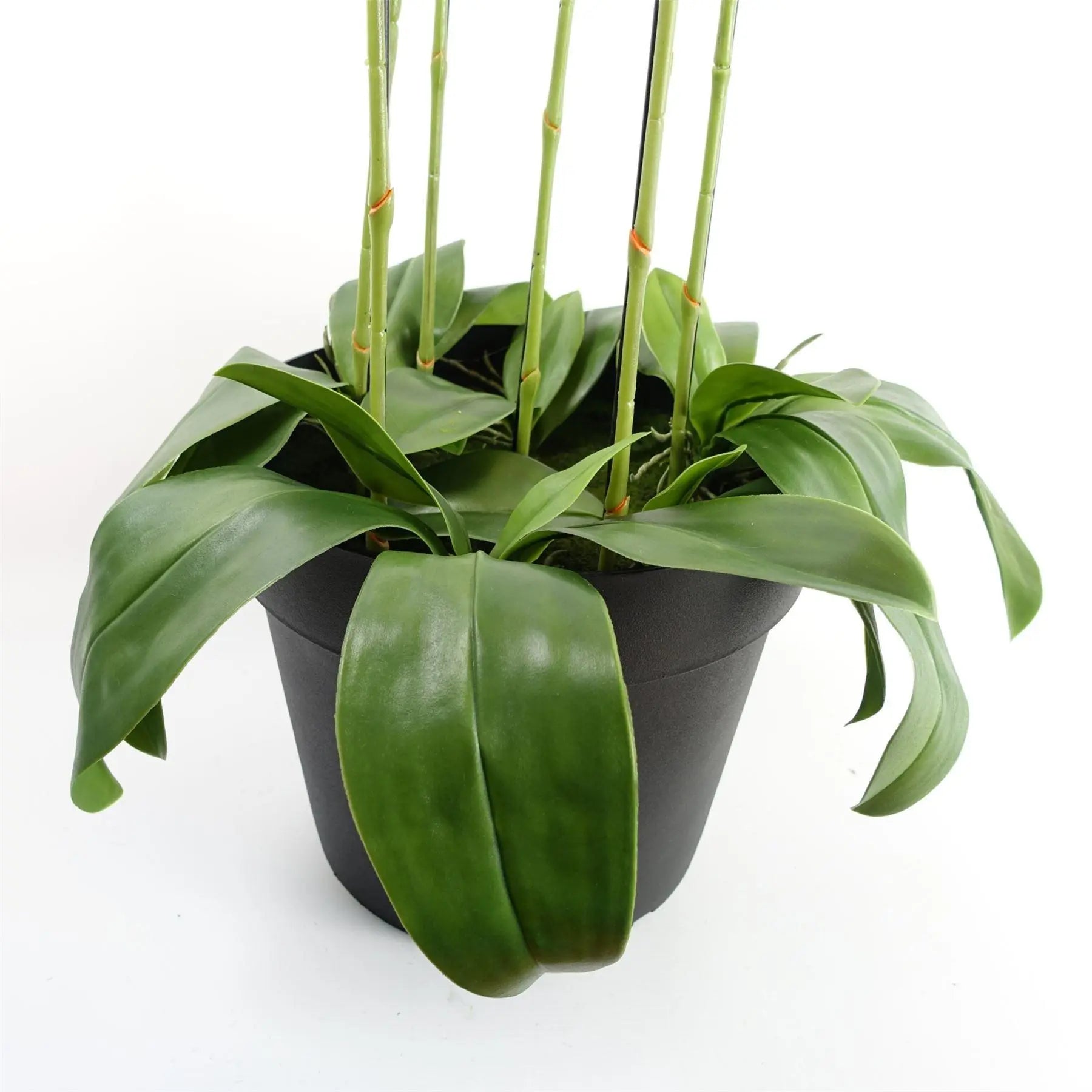 Large Pink Orchid Plant - Artifcial - 41 REAL TOUCH flowers Spirit Journeys Gifts