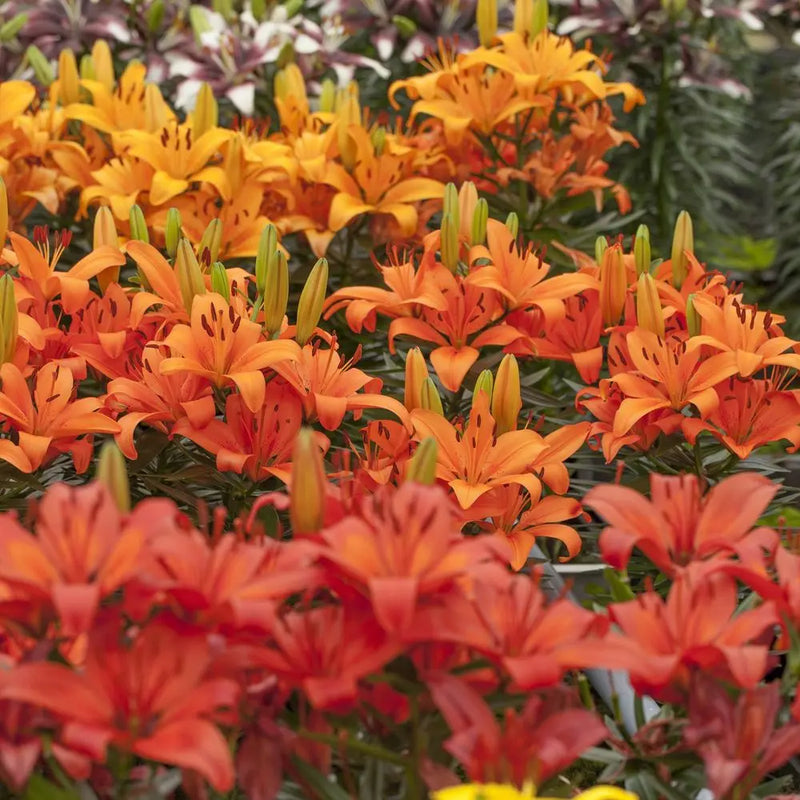 Longiflorum Asiatic LA Lily x 25 Bulbs You Garden