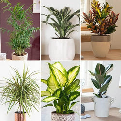 Mixed Houseplant Collection x 6 plants in 12cm Pots You Garden