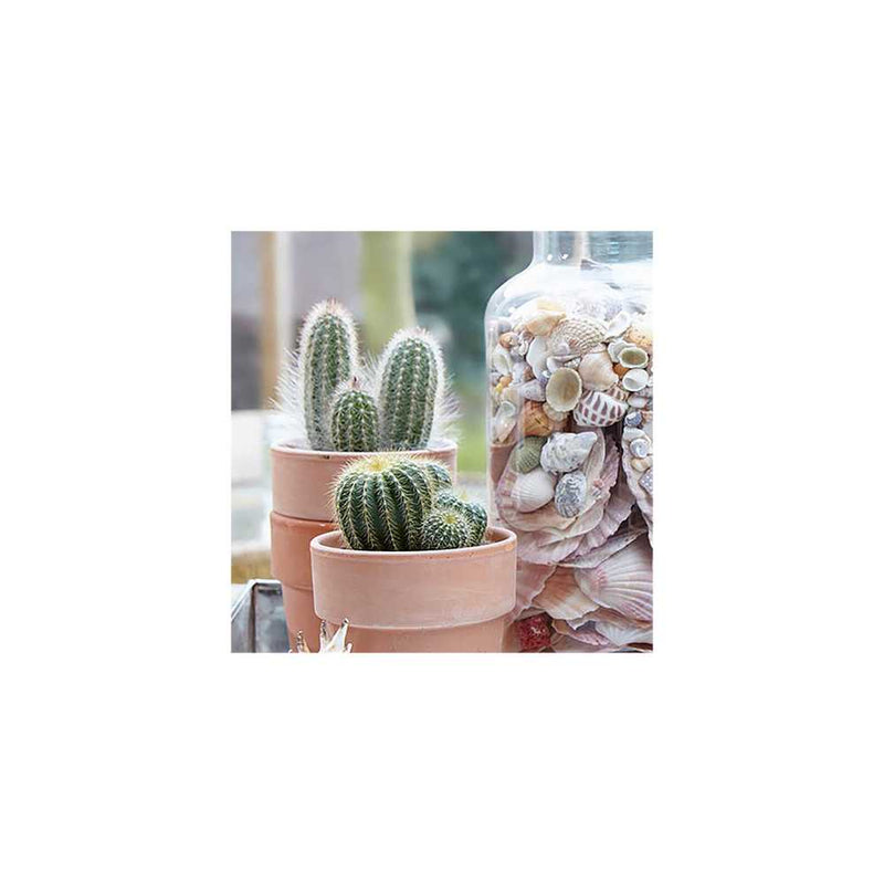 Mixed Indoor Cactus Collection You Garden