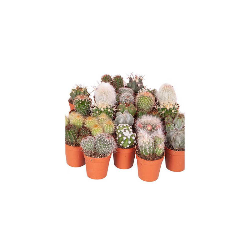 Mixed Indoor Cactus Collection You Garden