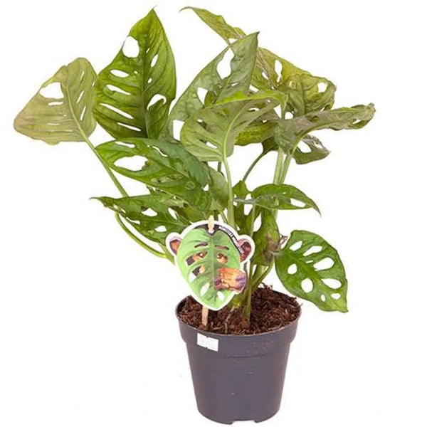 Monstera Monkey Leaf - 12cm Pot You Garden
