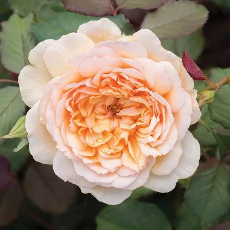 Old English Shrub Rose Collection x 5 Bare Root Bushes You Garden