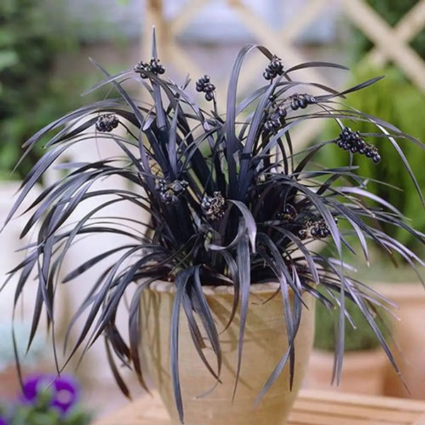 Ophiopogon Black Dragon Grass x 3 Plants in 9cm Pots You Garden