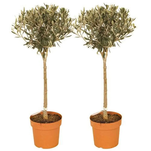 Pair of Standard Olive Trees 80cm Tall You Garden
