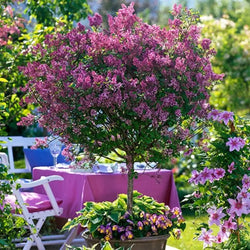 Pair of Standard Syringa 'Palibin' (Lilac) 90cm Pot You Garden