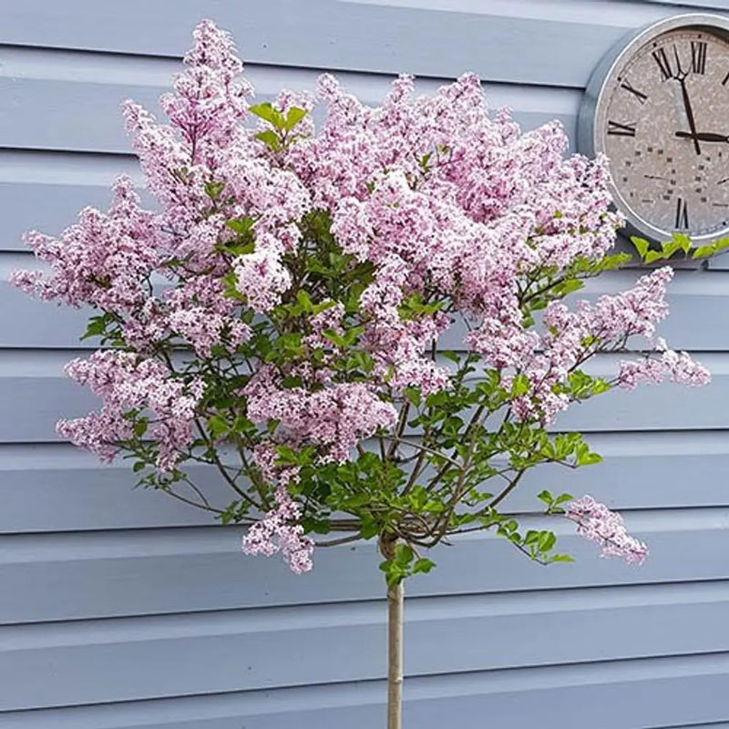 Pair of Standard Syringa 'Palibin' (Lilac) 90cm Pot You Garden