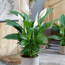 Peace Lily Spathiphyllum Sweet Silver - 13cm Pot You Garden