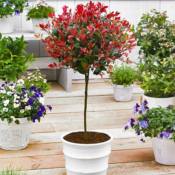 Photinia 'Little Red Robin' Standard Tree 90-100cm Tall You Garden