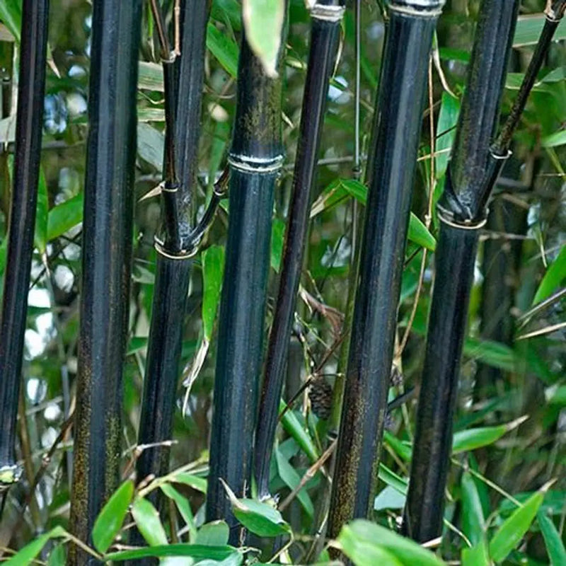 Phyllostachys Nigra (Black Bamboo) in 5L Pot You Garden