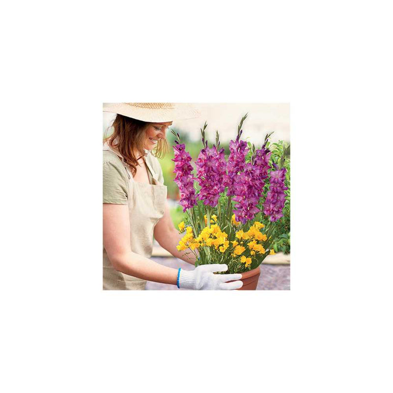 Plant-O-Mat Gladiolus and Freesia Mix You Garden