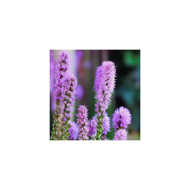 Plant-O-Mat Lilium and Liatris Mix You Garden