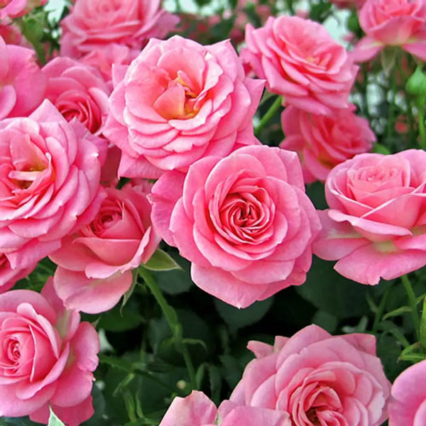 Queen Elizabeth Potted Rose You Garden