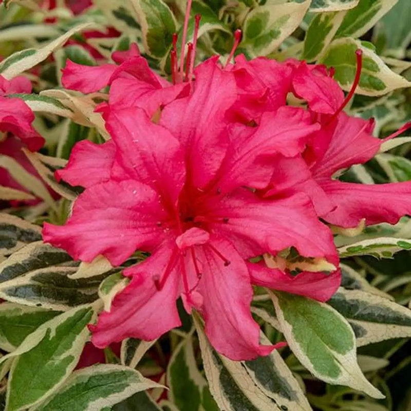 Rhododendron Bollywood 3L Pot You Garden