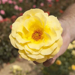 Rose 'Arthur Bell' 3L Pot You Garden
