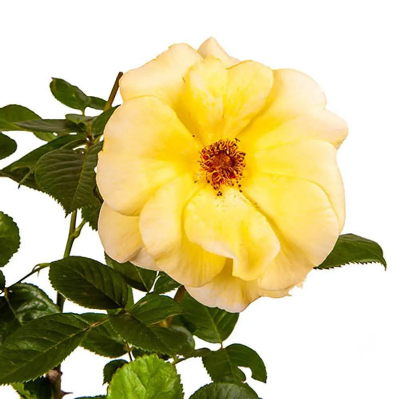 Rose 'Arthur Bell' 3L Pot You Garden