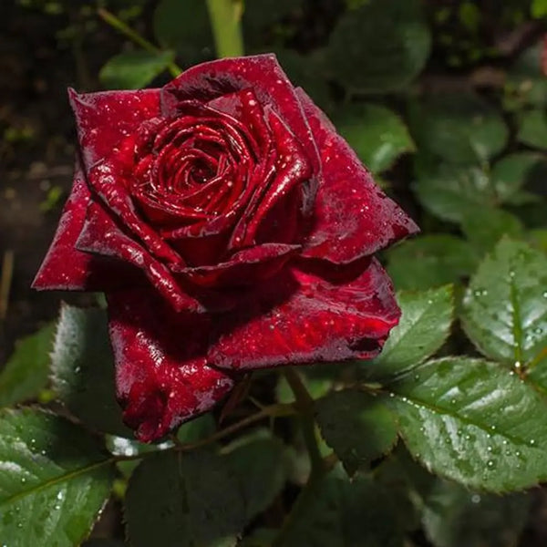 Rose 'Black Baccara' Bare Root You Garden