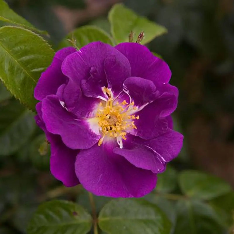 Rose 'Rhapsody in Blue' 3L Pot You Garden