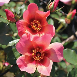 Rose of the Year 'For Your Eyes Only' 3L Pot You Garden