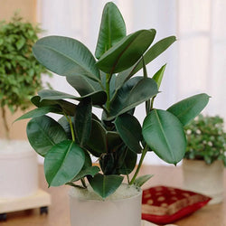 Rubber Plant Ficus Elastica Robusta - 17cm Pot You Garden