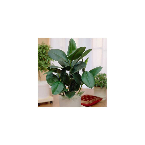 Rubber Plant Ficus Elastica Robusta - 17cm Pot You Garden
