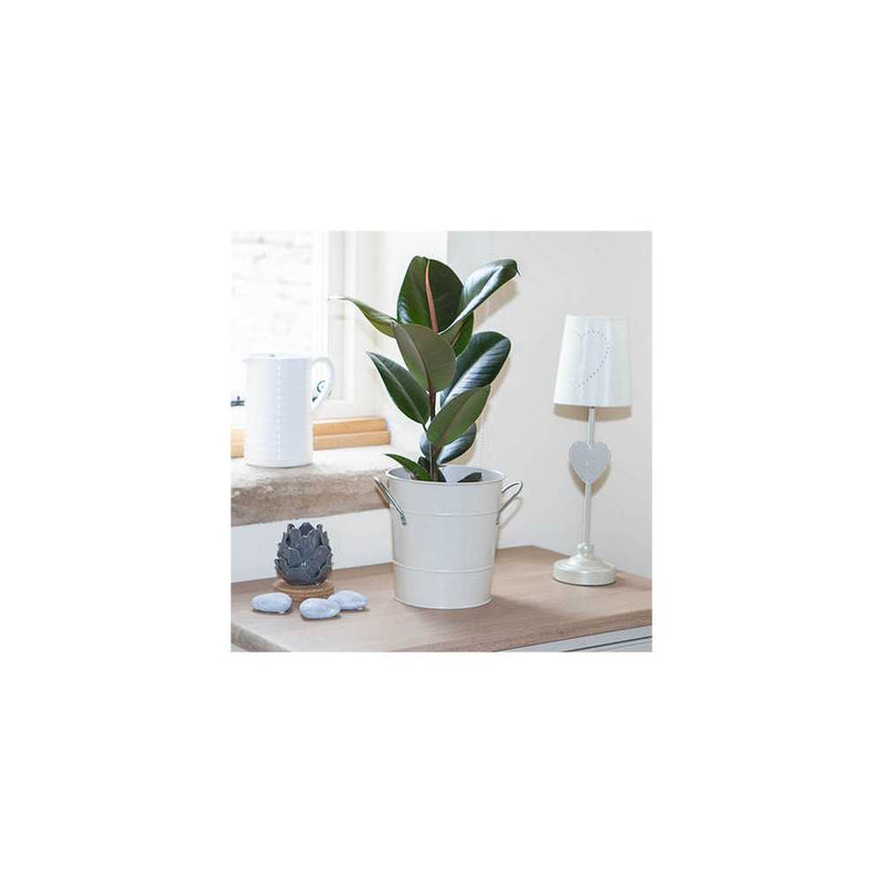 Rubber Plant Ficus Elastica Robusta - 17cm Pot You Garden