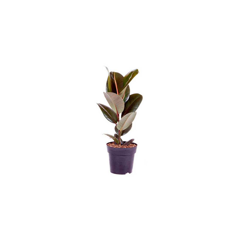 Rubber Plant Ficus Elastica Robusta - 17cm Pot You Garden