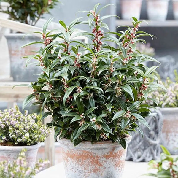 Sarcococca Hookeriana 'Winter Gem' in 15cm Pot You Garden