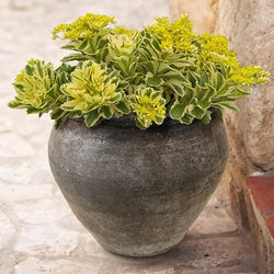 Sedum Takesimense 'Atlantis' x 3 Plants in 9cm Pots You Garden