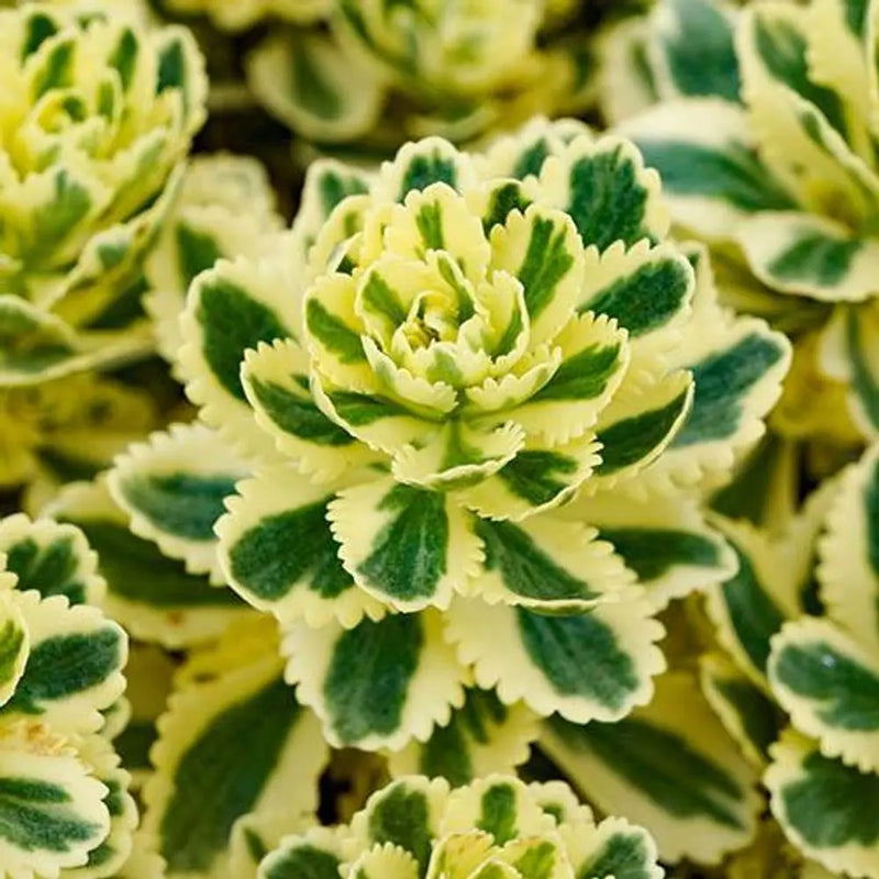 Sedum Takesimense 'Atlantis' x 3 Plants in 9cm Pots You Garden