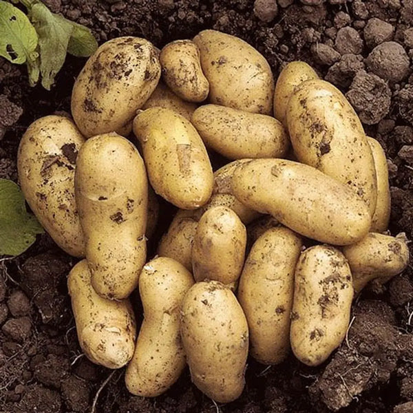 Seed Potato 'Charlotte' x 6 Tubers You Garden
