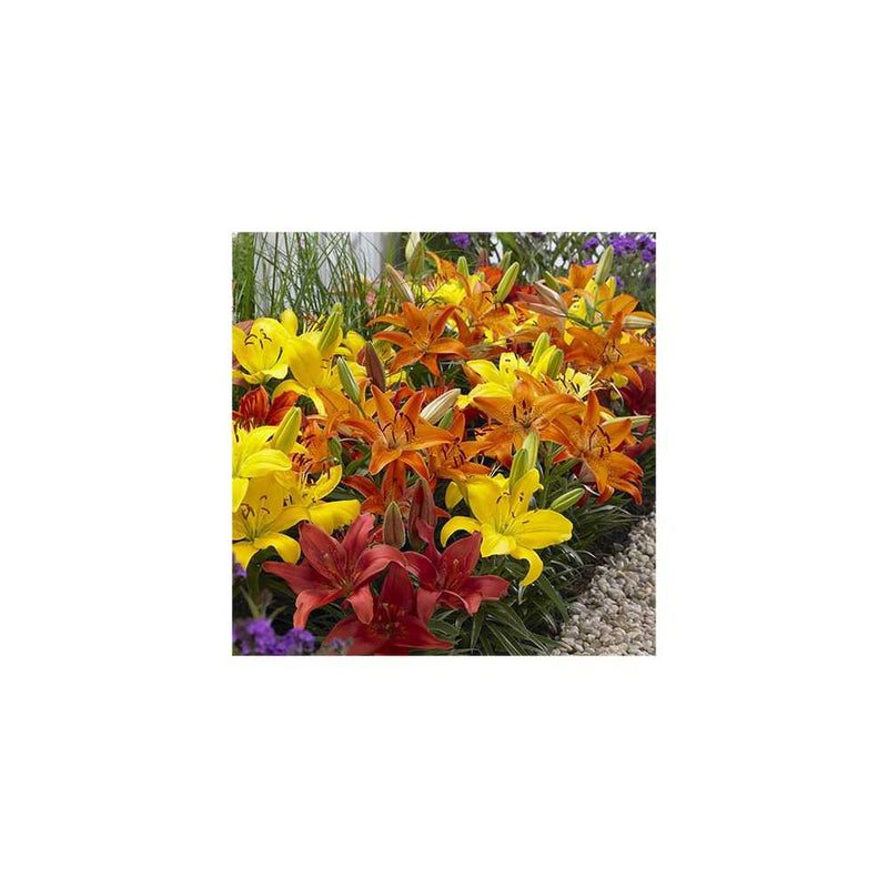Set of 10 Carpet Lilies Hot Flame Mix You Garden