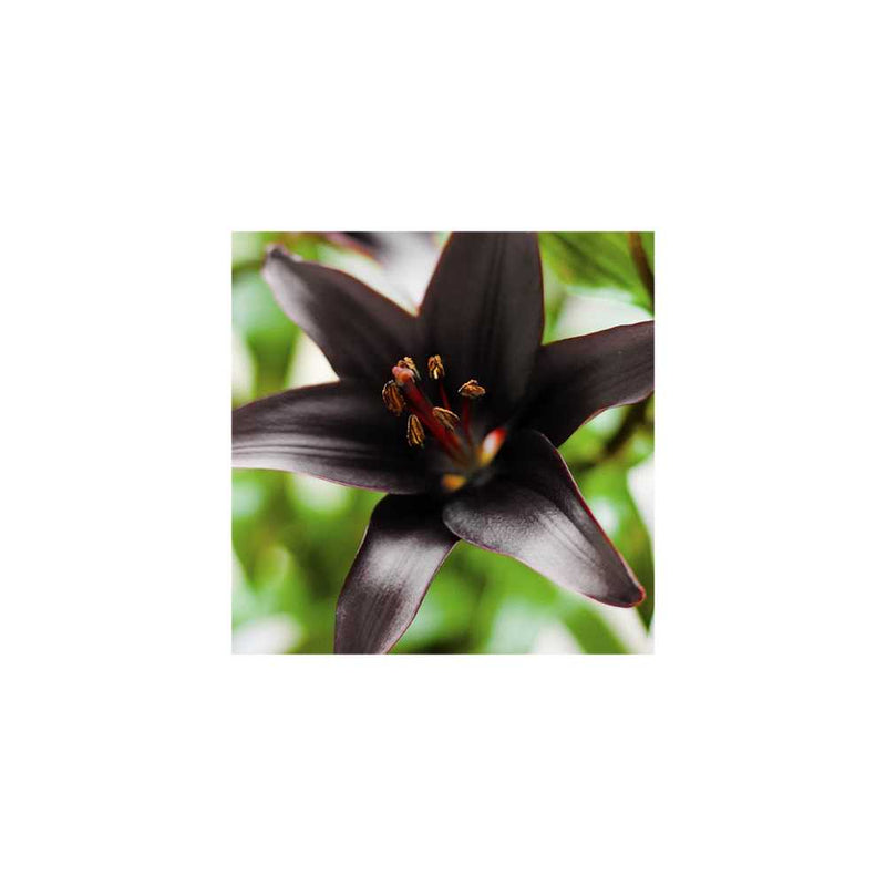 Set of 10 Lily Landini Bulbs You Garden