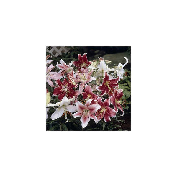Set of 25 Mixed Oriental Lily Bulbs You Garden