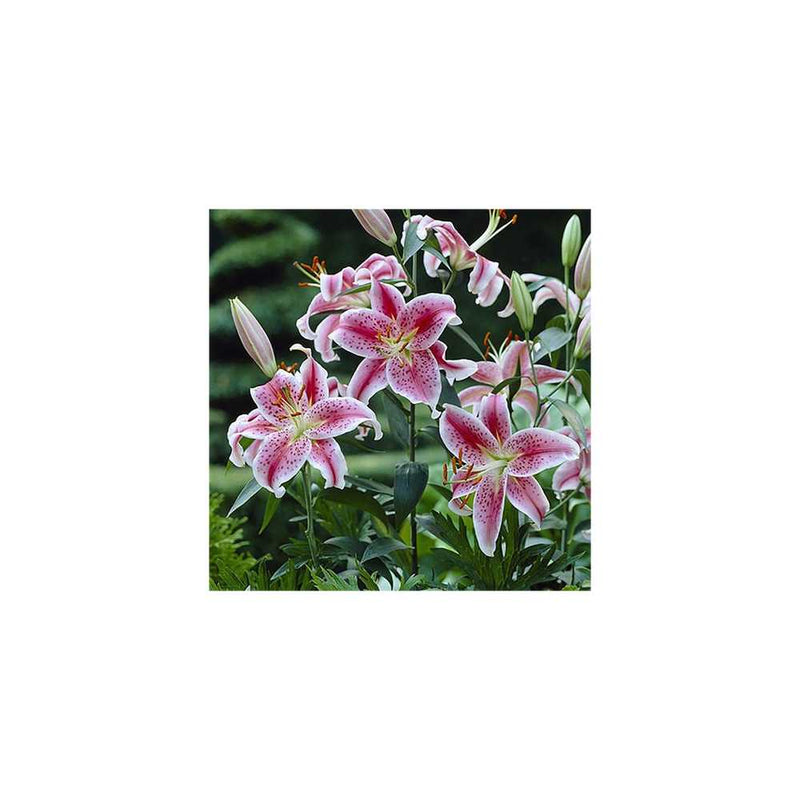 Set of 25 Mixed Oriental Lily Bulbs You Garden