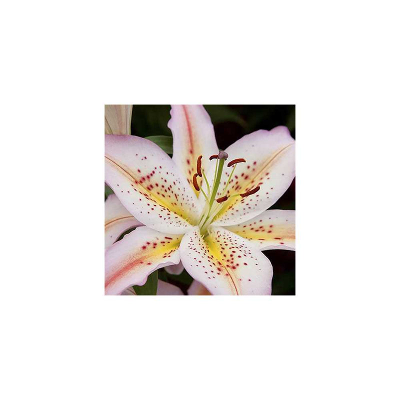 Set of 25 Mixed Oriental Lily Bulbs You Garden
