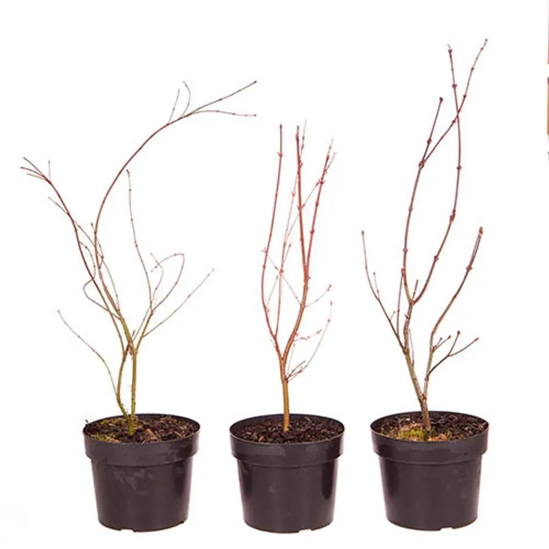 Set of 3 Acer Palmatum Trees You Garden