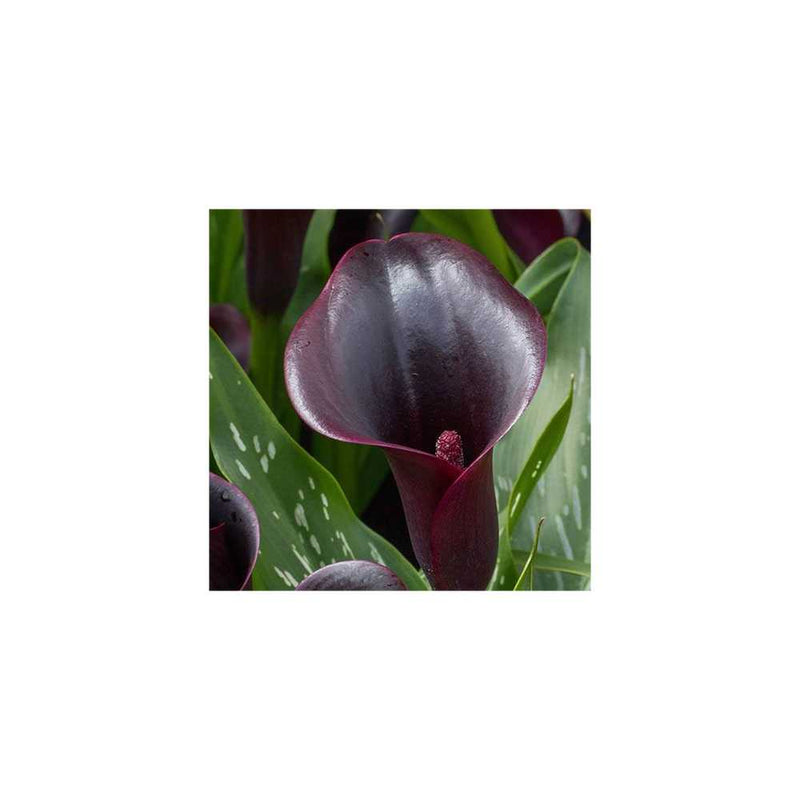 Set of 3 Black Calla Lily Bulbs You Garden