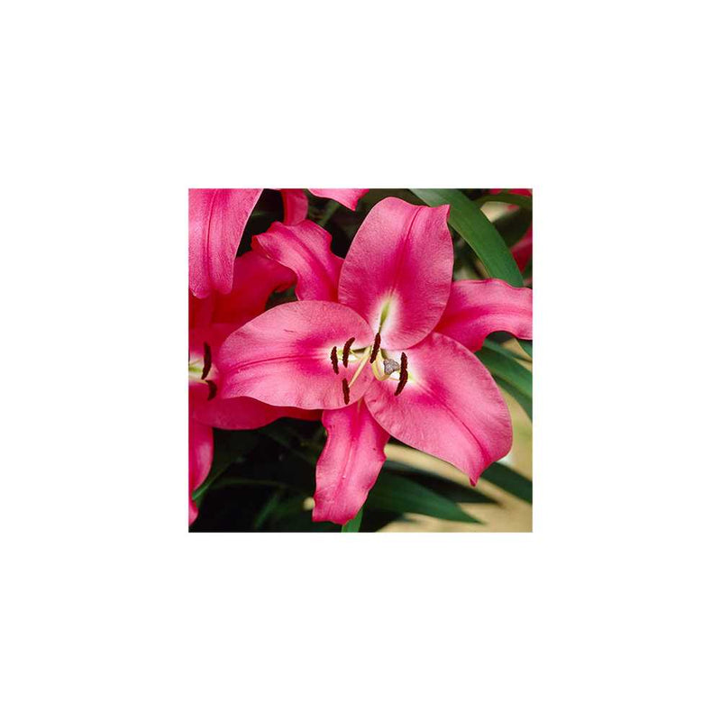 Set of 5 Skyscraper Lily Robina Bulbs You Garden